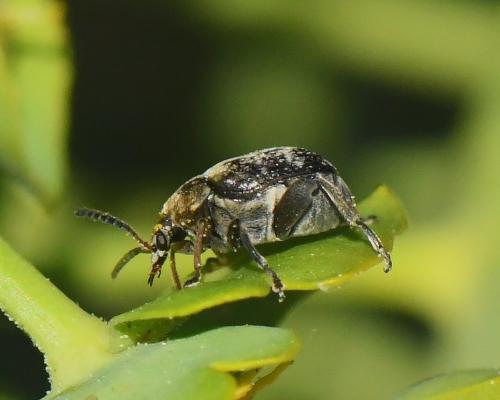 Réf. 226 318 : Bruchinae inconnu
